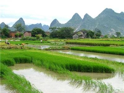 Yangdi