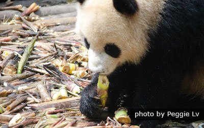 panda