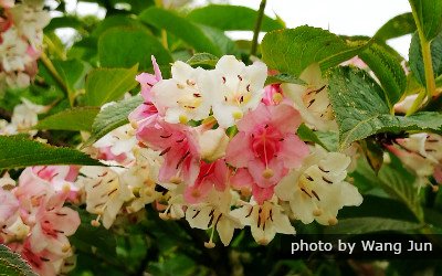Flores