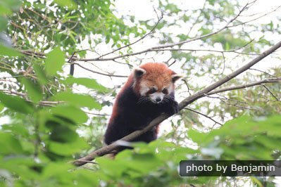 panda rojo