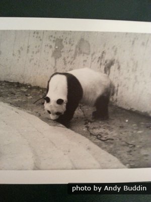 Panda Chi Chi en la década de 1960 en el zoológico de Londres