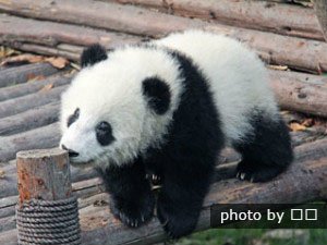 prendre une photo avec panda