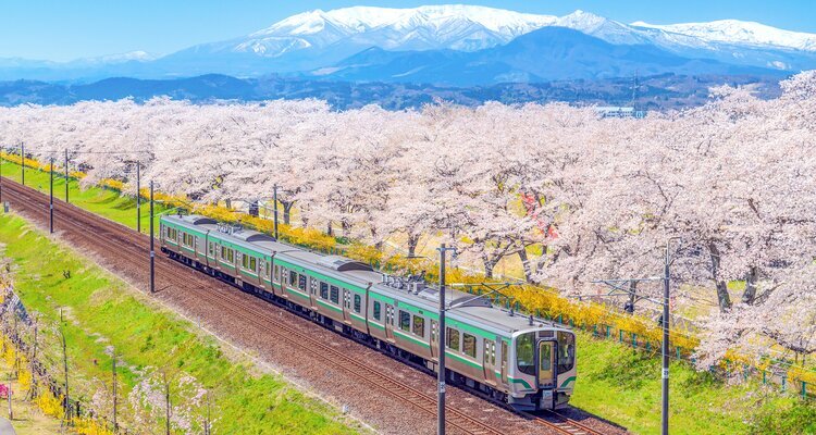 Primavera en Japón - Un tren pasando entre los cerezos en flor