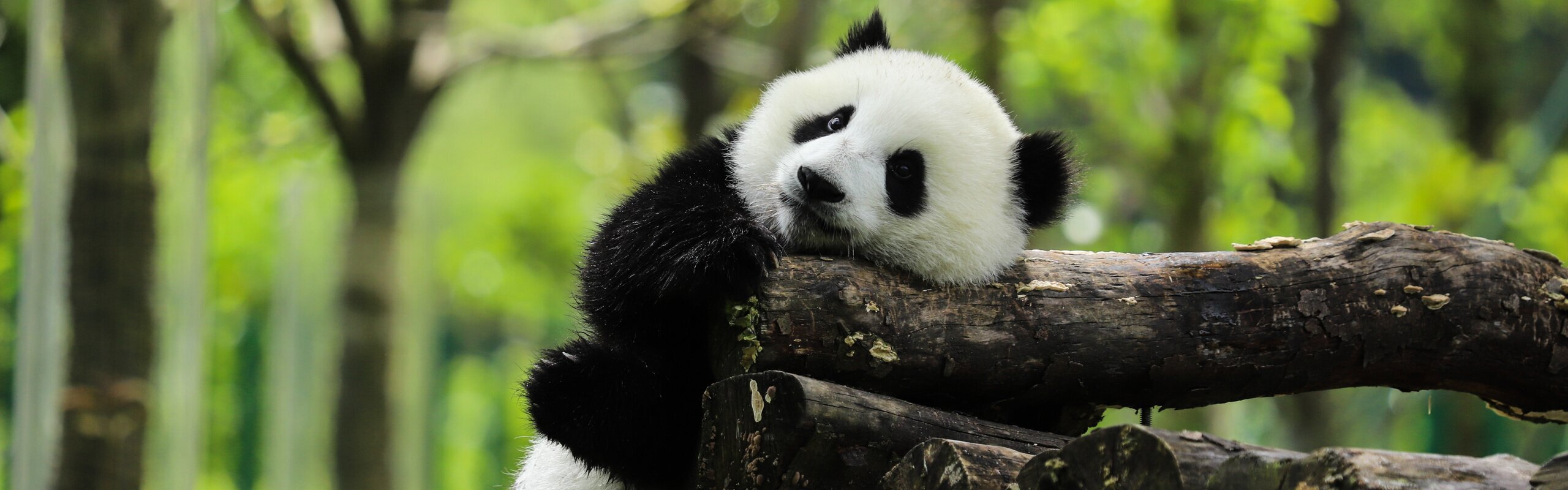 Sichuan, pandas, bosques