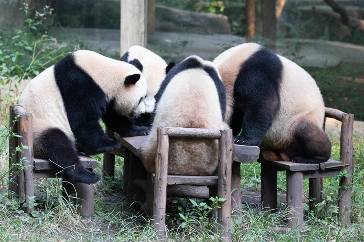 Zoológico de Chongqing, pandas