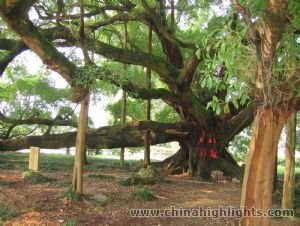 El Gran Árbol de Baniano