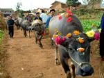 Festival Niuhun en Longsheng